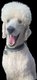 Magnifique chiot caniche royal