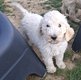 Magnifique chiot caniche royal