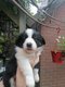 Superbe chiots border collie à vendre