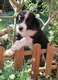 Superbe chiots border collie à vendre
