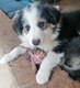 Superbe chiots border collie à vendre
