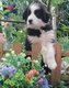 Superbe chiots border collie à vendre