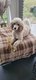 Magnifique chiot caniche royal