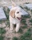 Magnifique chiot caniche royal