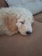 Magnifique chiot caniche royal