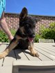 Chiots Bergers allemands