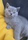 Bébés British Shorthair