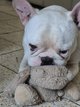 A donner Bouledogue français