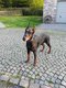 Dobermann