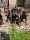 Chiots dobermans