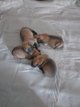 Chiots malinois