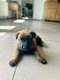 Chiots malinois