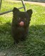 2 Superbes femelles chiot