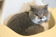 British shorthair bleu et blanc