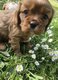 Chiots cavalier king Charles nés et élevés en...