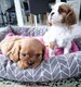 Chiots cavalier king Charles nés et élevés en...