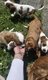 Chiots cavalier king Charles nés et élevés en...