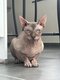 Sphynx