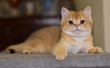 Magnifique  chaton British Shorthair black golden...