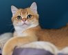 Magnifiques  chatons British Shorthair .