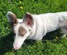 A donner Corgi Cardigan bleu merle sourd, contre...