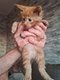 Bébés Maine Coons