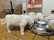 Chiots golden retriever