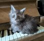 7 magnifiques maine coons disponibles à la...