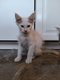 Plus que 3 mâles maine coons disponibles...