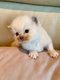 Ragdoll chatons