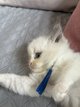 Ragdoll chatons