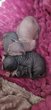 Magnifiques chatons Sphynx
