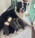 Chiots Border Collie avec Pedigrés