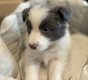Chiots Border Collie avec Pedigrés