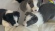 Chiots Border Collie avec Pedigrés