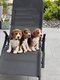 Chiot beagle