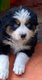 Chiots bergers australiens pures races pedigree...