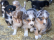 Chiots bergers australiens pures races pedigree...