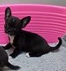 Chihuahuas disponibles à la réservation