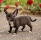 Femelle chihuahua disponible de suite