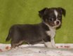 Chiots chihuahuas disponibles à la réservation