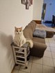 �  donner maine coon mâle