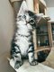 Maine Coon