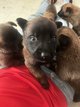 Chiots malinois