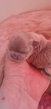 5 adorables chiots shih tzu,avec des couleurs...