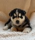 Chiot husky à la réservation