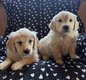 Chiot golden à la réservation