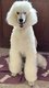 Superbe femelle grand caniche de 1 an