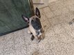 Berger malinois