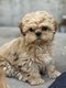 Lhasa apso chiots